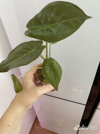 Алоказия венти вариегатная