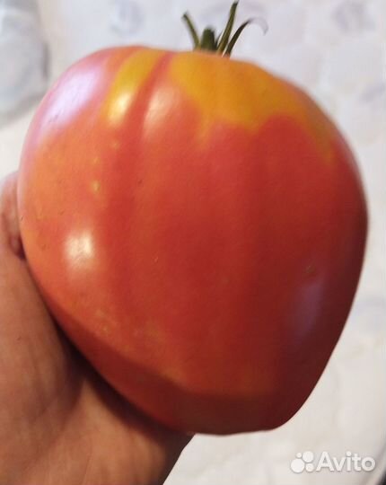 Семена сортовых томатов разного цвета