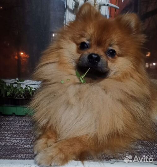 Немецкий Шпиц вязка