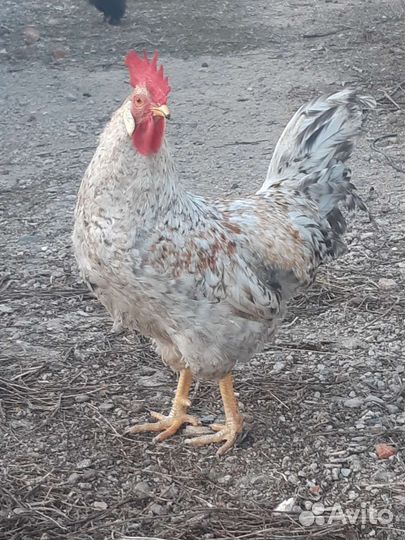 Петух рабочий возраст год