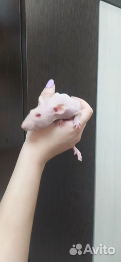 Крыса дамбо сфинкс