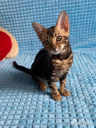 Черная пантера бенгальская девочка