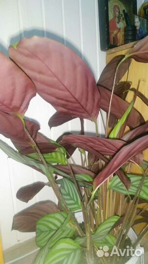 Бахема ктенанта