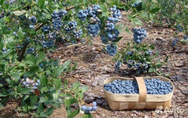 Годжи, Голубика, Черника, Клюква, Брусника