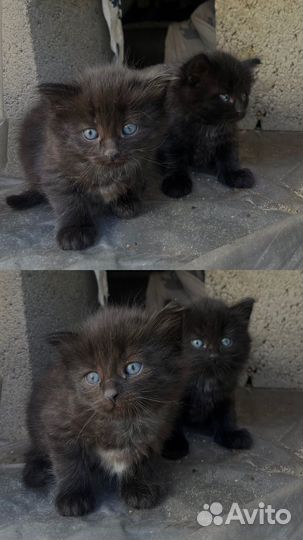 Котята и мама кошка ищут дом