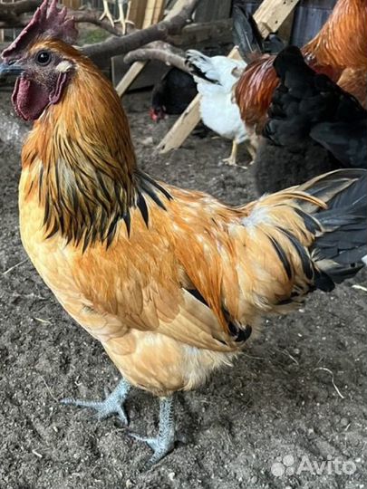 Петушок Лакендайзи