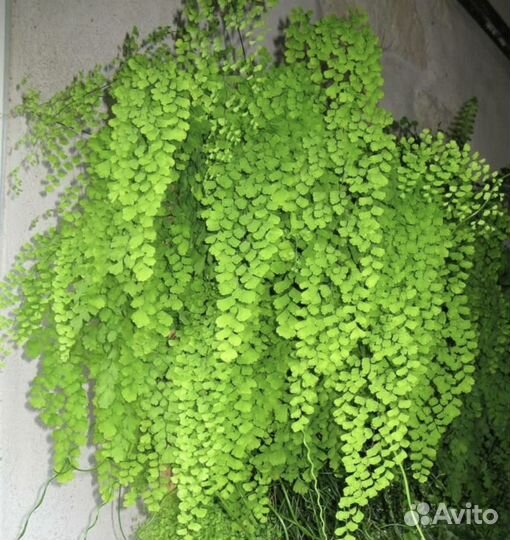 Разнообразие домашних растений