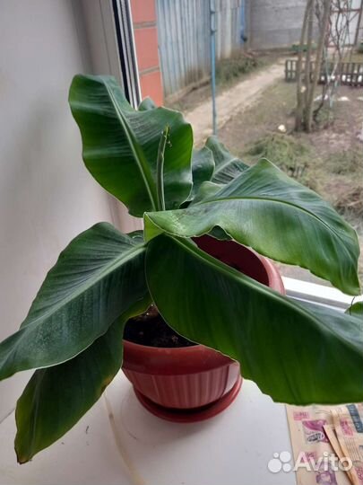 Карликовый банан