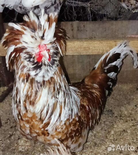 Цыплята падуаны