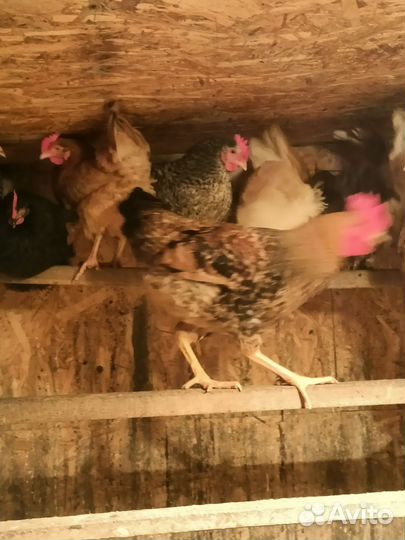 Продам петухов