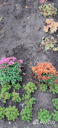 Рассада цветов