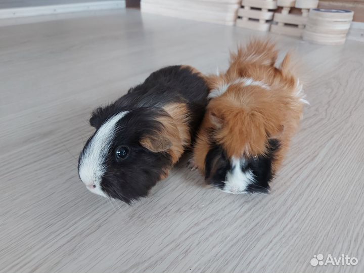 Морские свинки