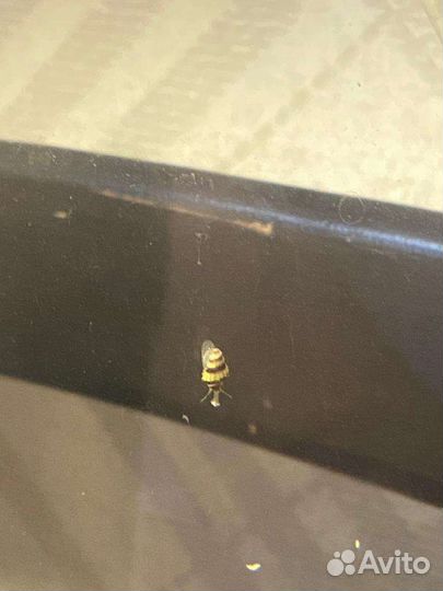 Улитка Хелена