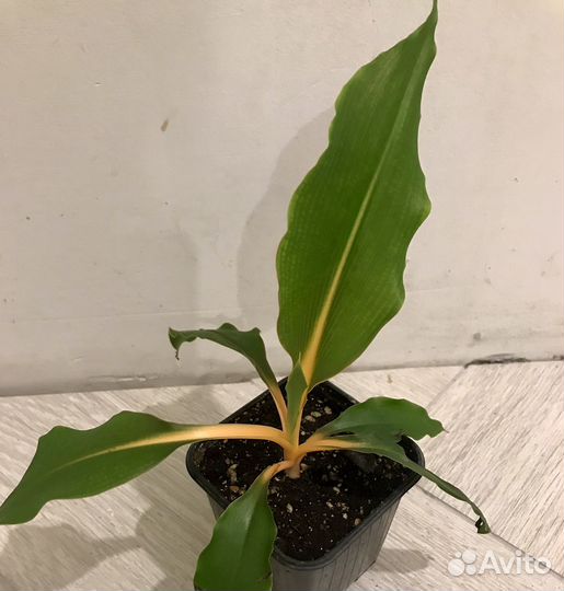 Хлорофитум Грин Оранж