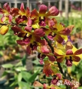 Орхидея дендрофаленопсис Thong Deang