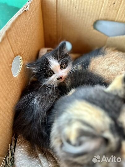 Котята иглино