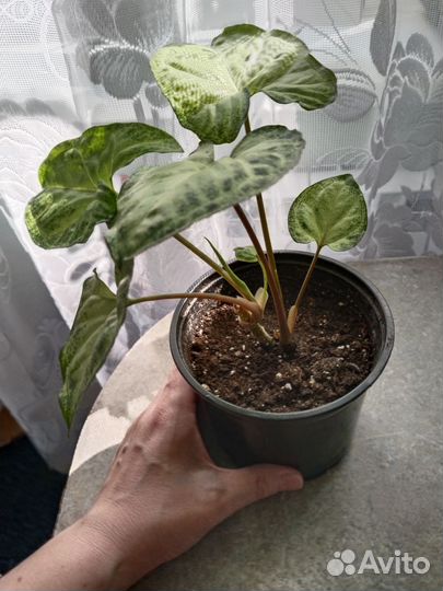 Сингониум Пикси