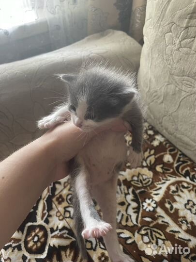 Котята в добрые руки даром
