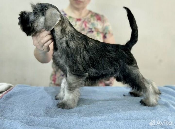 Щенки цвергшнауцера перец с солью