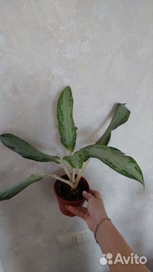 Сильверадо