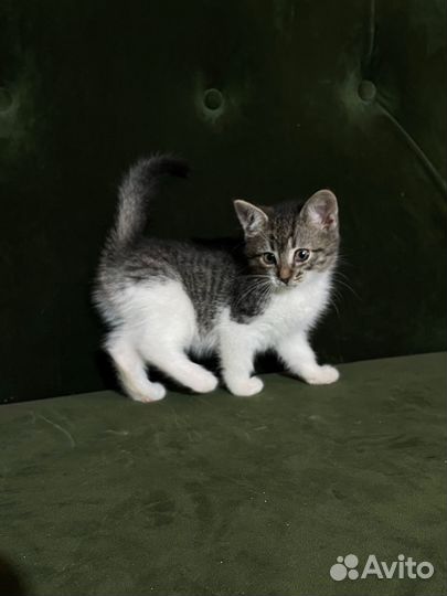 Котейки в добрые руки