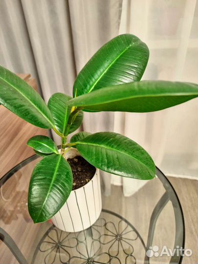 Фикус уже вырос