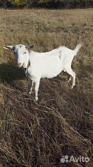 Козлик на мясо