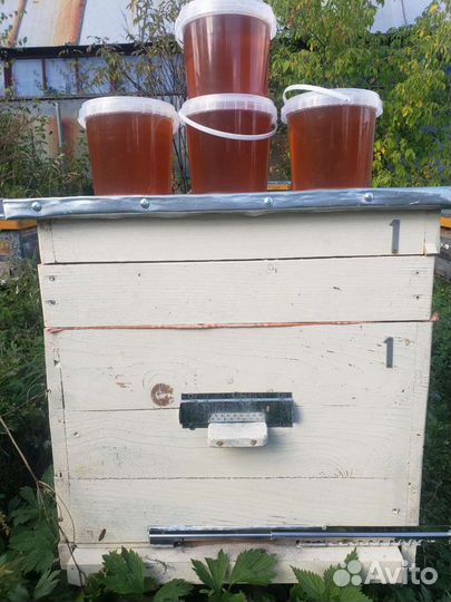 Мёд 2023, свежий урожай