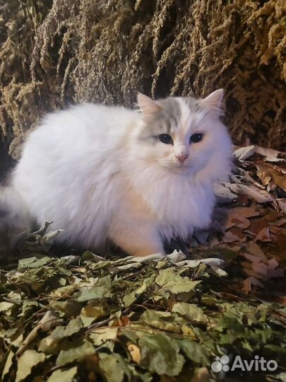 Сибирские котята