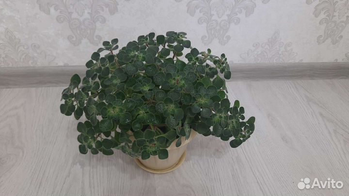 Аихризон дерево любви