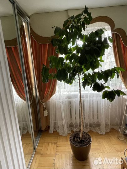 Кофейное дерево