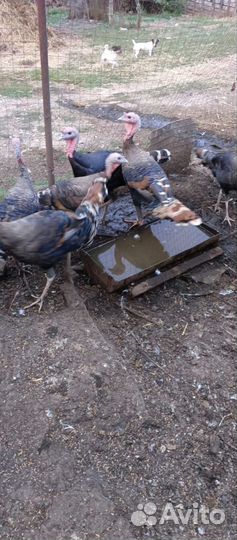 Продам индюков. Домашние