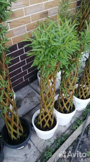 Плетеное дерево, пальма из ивы