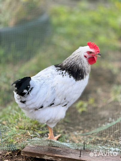 Молодые петухи