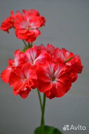 Пеларгония зональная 