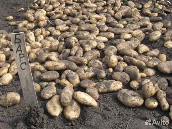 Барс картофель