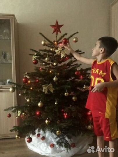 Ель новогодняя живая