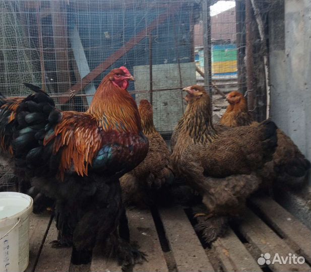 Инкубационное яйцо и цыплята породных кур