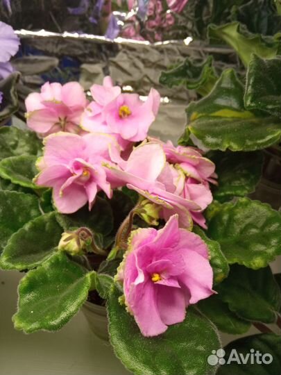 Детки сортовых фиалок