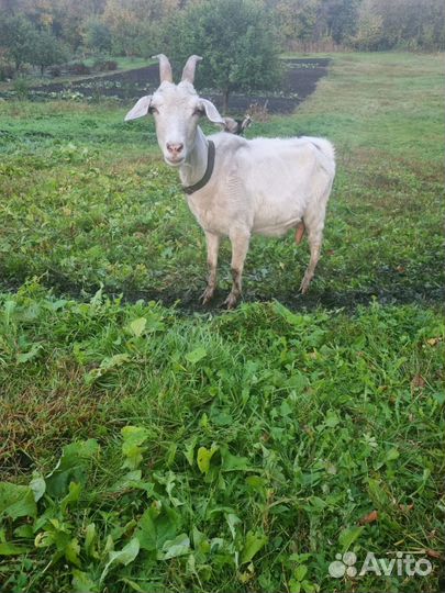 Коза дойная молочная с козлятами