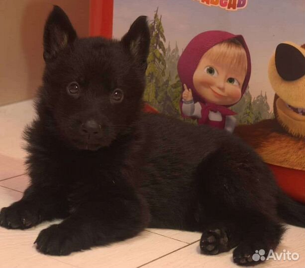 Малыши немецкой овчарки