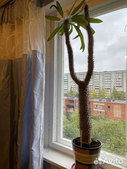 Пахиподиум