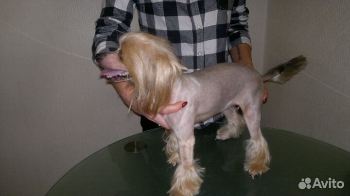 Стрижка собак на дому