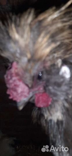 Петух китайский шелковый