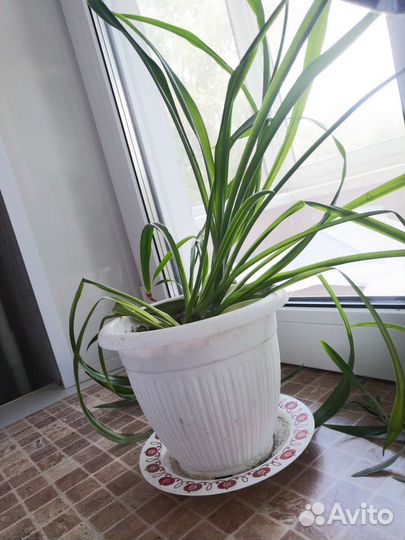 Хлорофитум Капский