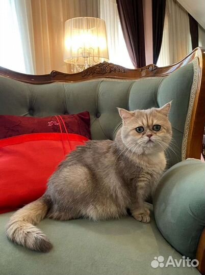 Пост-шанс: в добрые руки британская кошка