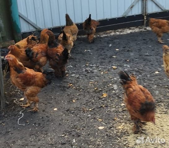 Домашние курочки