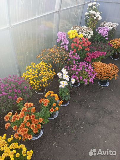 Хризантема