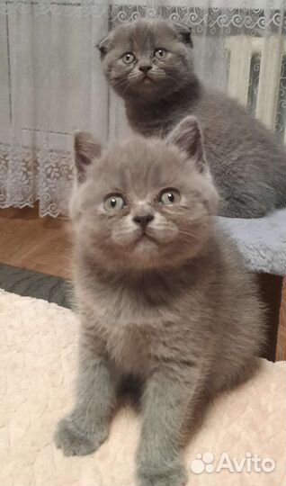 Британские котята