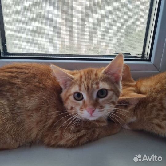 Котята в дар
